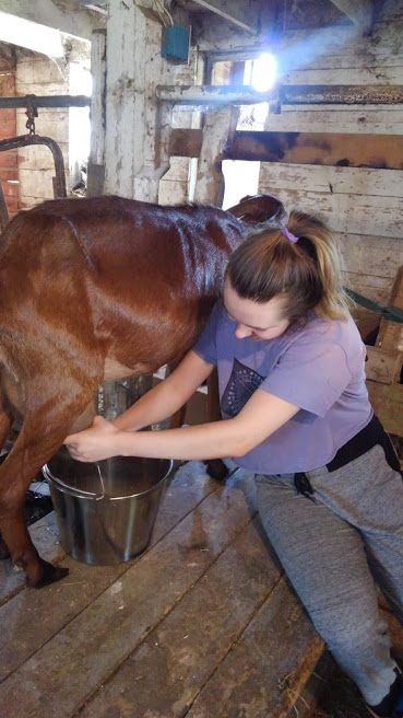 milking goat